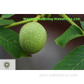 new crop Chinese Walnut Kernels Light Halves(LH)